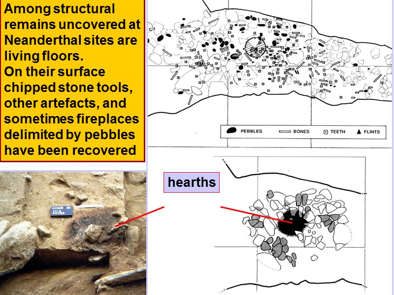 Among structural remains uncovered at Neanderthal sites are living floors.  On their surface